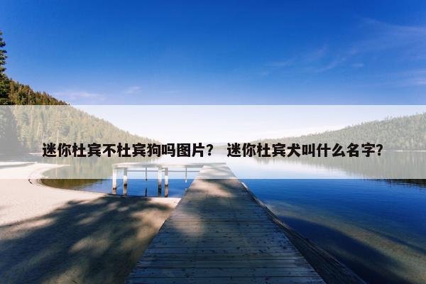 迷你杜宾不杜宾狗吗图片? 迷你杜宾犬叫什么名字? 迷你杜宾不杜宾狗吗图片? 迷你杜宾犬叫什么名字?