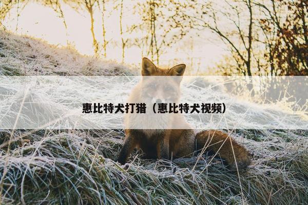 惠比特犬打猎（惠比特犬视频）