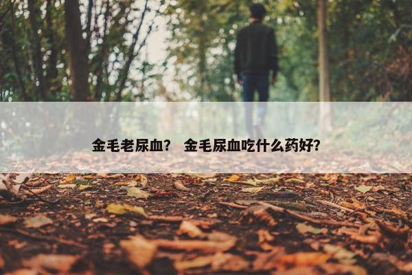 金毛老尿血？ 金毛尿血吃什么药好？