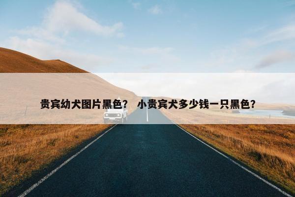 贵宾幼犬图片黑色？ 小贵宾犬多少钱一只黑色？