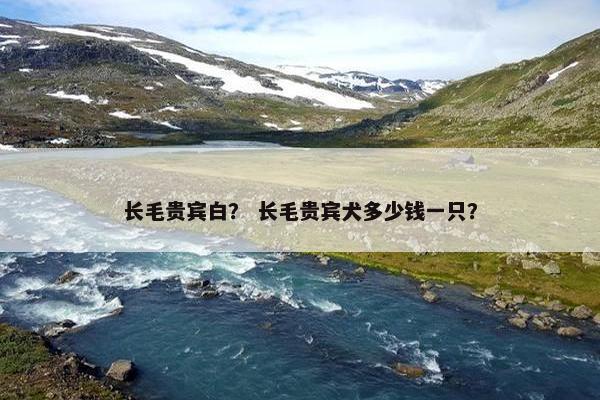 长毛贵宾白？ 长毛贵宾犬多少钱一只？