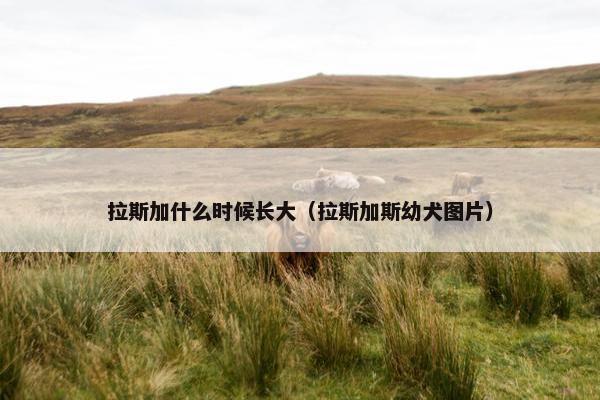 拉斯加什么时候长大（拉斯加斯幼犬图片）