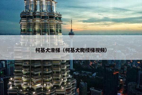 柯基犬滑梯（柯基犬爬楼梯视频）