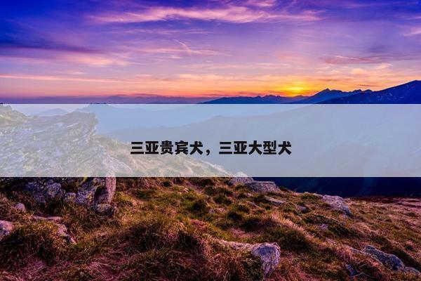 三亚贵宾犬，三亚大型犬