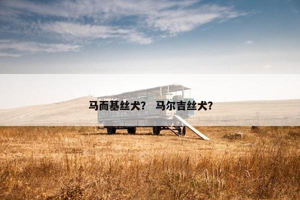 马而基丝犬？ 马尔吉丝犬？