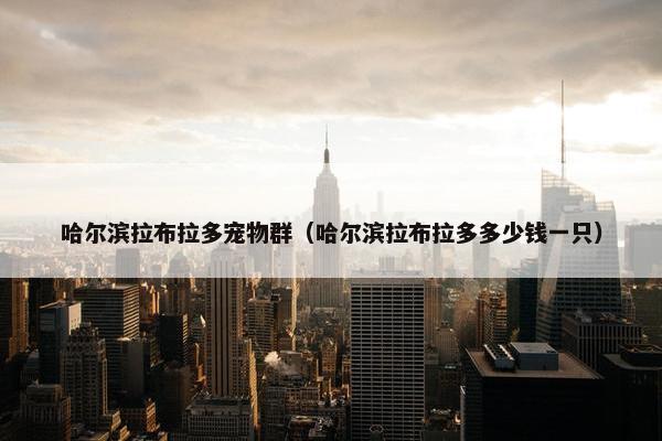 哈尔滨拉布拉多宠物群（哈尔滨拉布拉多多少钱一只）