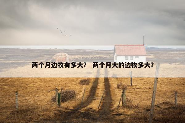 两个月边牧有多大？ 两个月大的边牧多大？