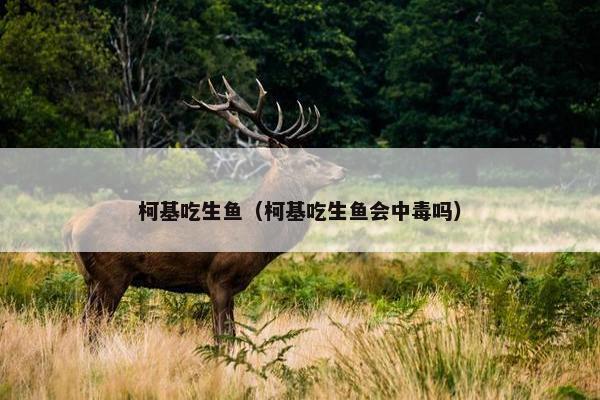 柯基吃生鱼（柯基吃生鱼会中毒吗）