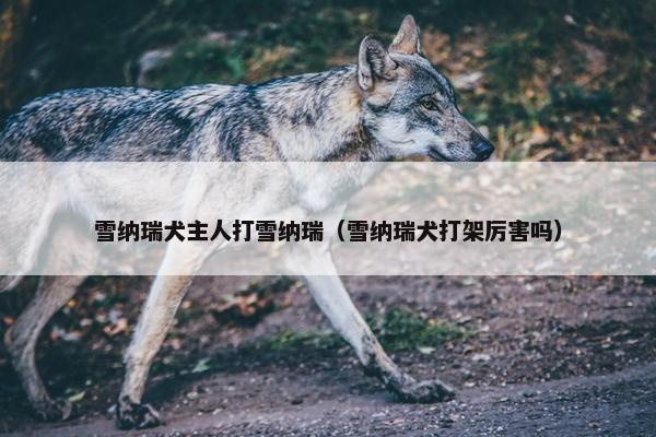 雪纳瑞犬主人打雪纳瑞（雪纳瑞犬打架厉害吗）