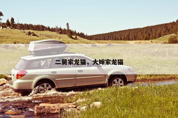 二舅家龙猫，大婶家龙猫