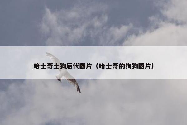 哈士奇土狗后代图片（哈士奇的狗狗图片）