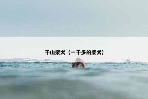 千山柴犬（一千多的柴犬）