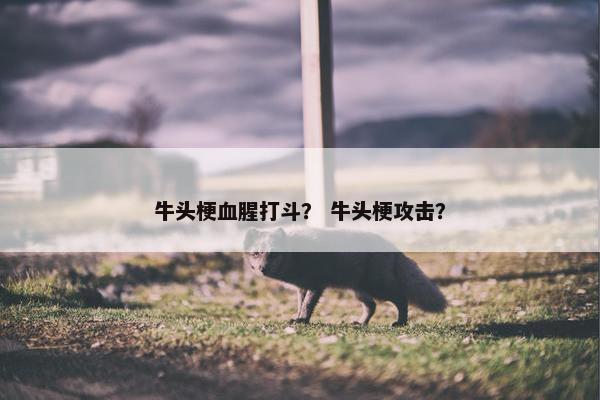 牛头梗血腥打斗？ 牛头梗攻击？