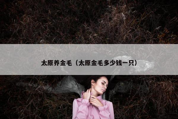 太原养金毛（太原金毛多少钱一只）
