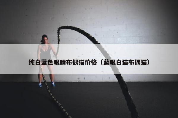 纯白蓝色眼睛布偶猫价格（蓝眼白猫布偶猫）