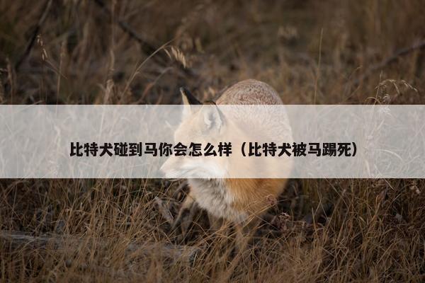 比特犬碰到马你会怎么样（比特犬被马踢死）