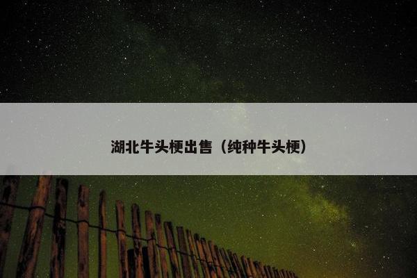 湖北牛头梗出售（纯种牛头梗）