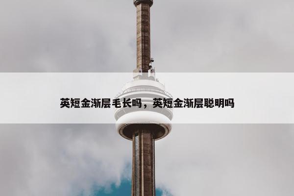 英短金渐层毛长吗，英短金渐层聪明吗