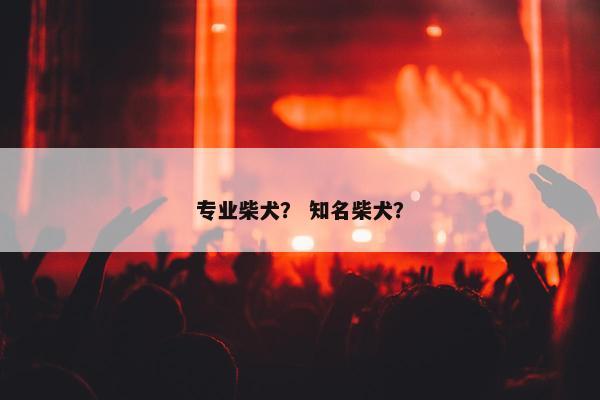 专业柴犬？ 知名柴犬？