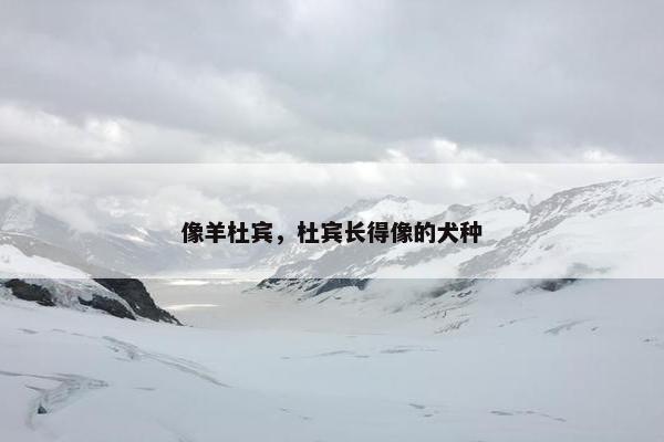 像羊杜宾，杜宾长得像的犬种