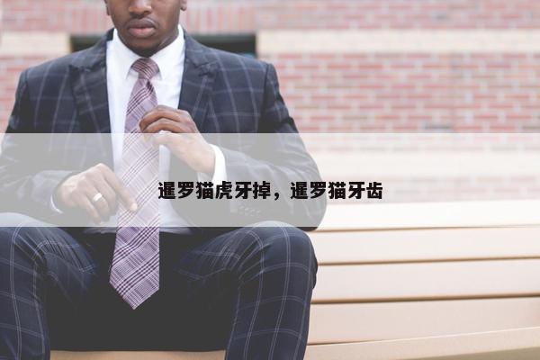 暹罗猫虎牙掉，暹罗猫牙齿