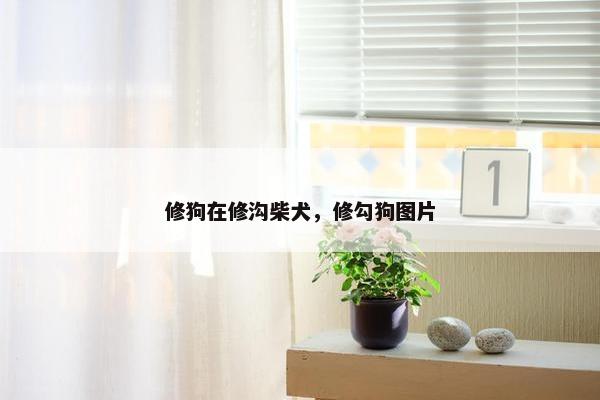 修狗在修沟柴犬，修勾狗图片