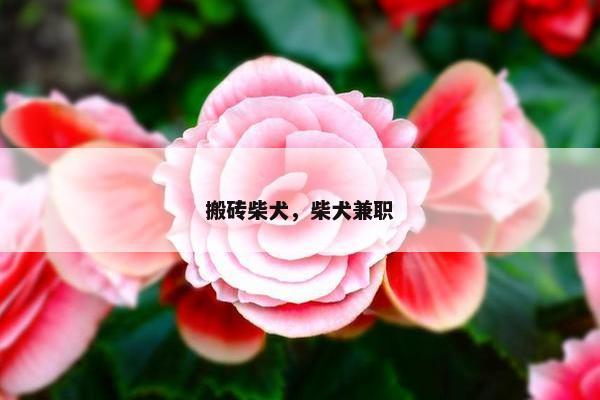 搬砖柴犬，柴犬兼职