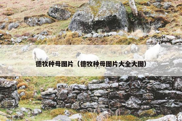 德牧种母图片（德牧种母图片大全大图）