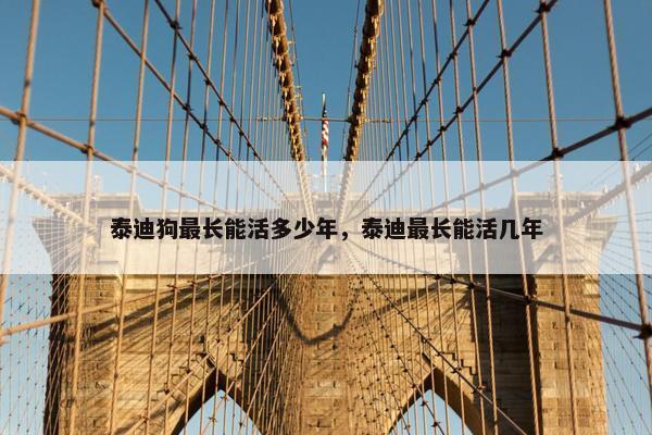 泰迪狗最长能活多少年,泰迪最长能活几年 泰迪狗最长能活多少年,泰迪最长能活几年