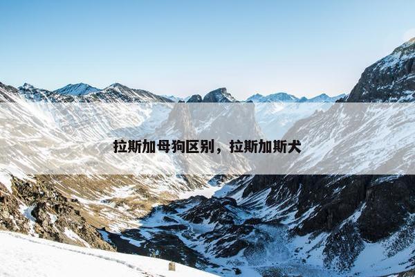 拉斯加母狗区别，拉斯加斯犬