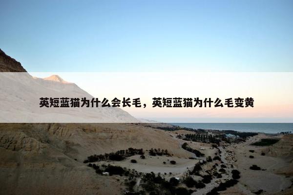 英短蓝猫为什么会长毛，英短蓝猫为什么毛变黄