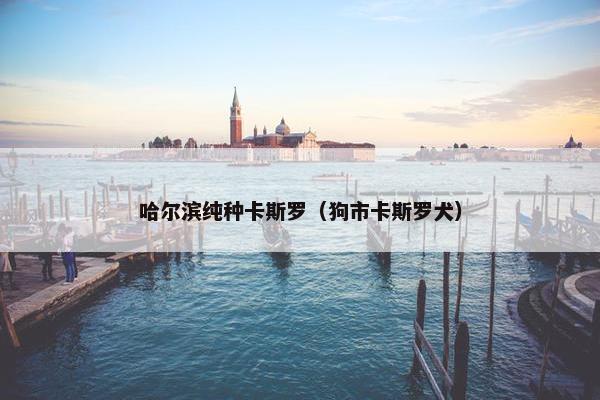 哈尔滨纯种卡斯罗（狗市卡斯罗犬）