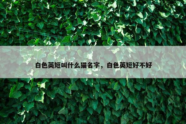白色英短叫什么猫名字，白色英短好不好