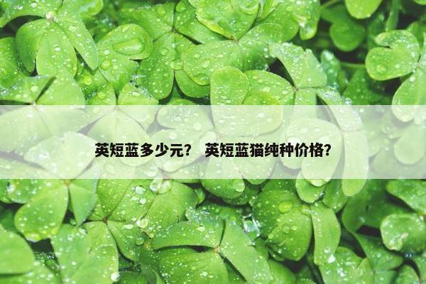 英短蓝多少元？ 英短蓝猫纯种价格？