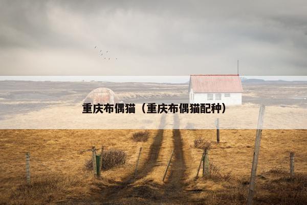 重庆布偶猫（重庆布偶猫配种）