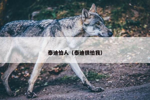 泰迪怕人（泰迪很怕我）