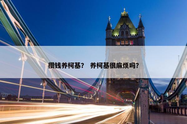 攒钱养柯基？ 养柯基很麻烦吗？