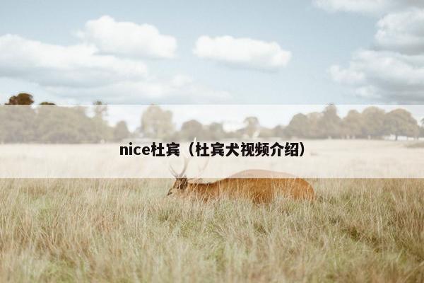 nice杜宾（杜宾犬视频介绍）