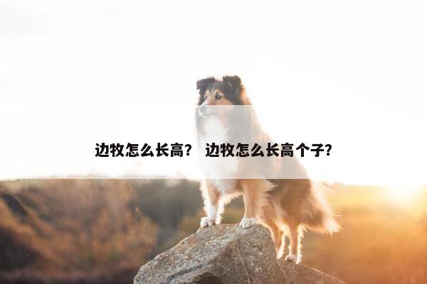 边牧怎么长高？ 边牧怎么长高个子？