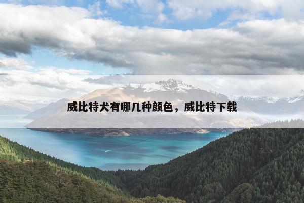 威比特犬有哪几种颜色，威比特下载