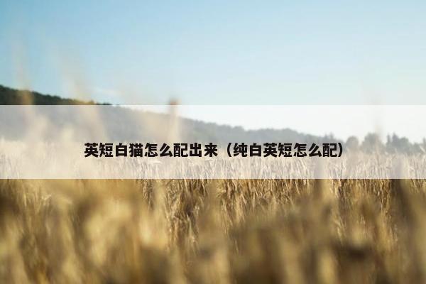 英短白猫怎么配出来（纯白英短怎么配）