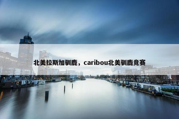 北美拉斯加驯鹿，caribou北美驯鹿竞赛