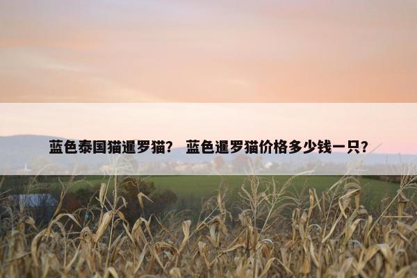 蓝色泰国猫暹罗猫？ 蓝色暹罗猫价格多少钱一只？