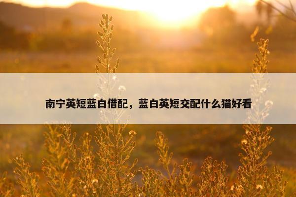 南宁英短蓝白借配，蓝白英短交配什么猫好看