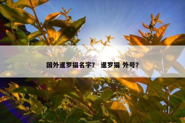国外暹罗猫名字？ 暹罗猫 外号？