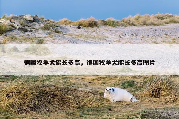 德国牧羊犬能长多高，德国牧羊犬能长多高图片