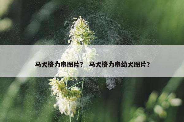 马犬格力串图片？ 马犬格力串幼犬图片？