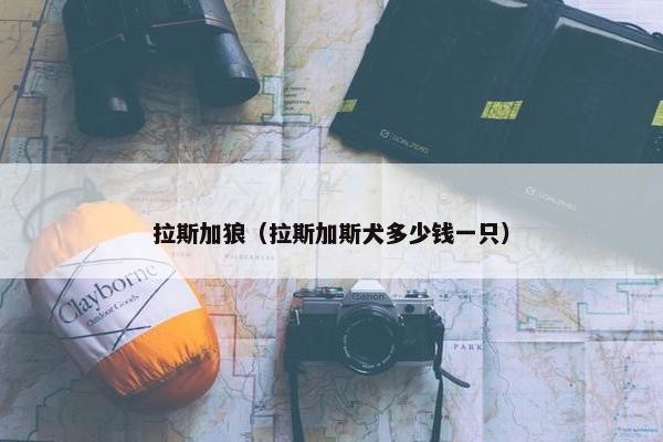 拉斯加狼（拉斯加斯犬多少钱一只）