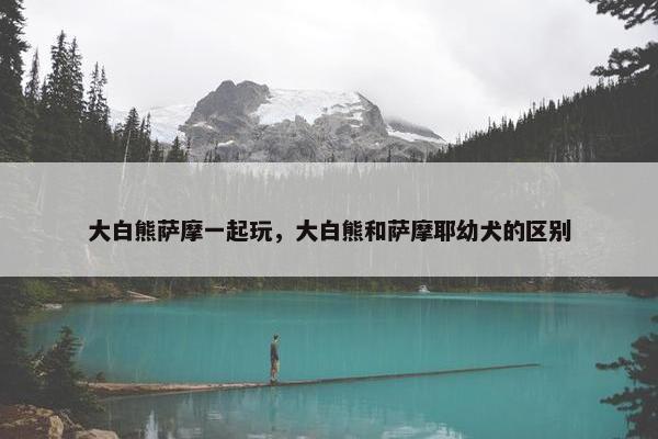 大白熊萨摩一起玩，大白熊和萨摩耶幼犬的区别