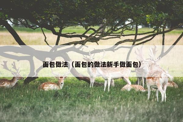 面包做法（面包的做法新手做面包）